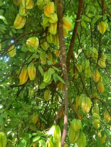 Ông bà dặn: “Trồng cây là trồng phúc, giữ cây là giữ lộc” – 3 cây này dù khó đến mấy cũng đừng chặt