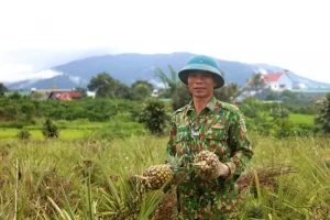 Gặp ‘thủ lĩnh’ dứa mật Đam Rông